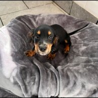 Cocker Spaniel (Show) - Both