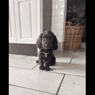 Cocker Spaniel (Show) - Both