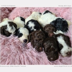 Cockapoo - Both
