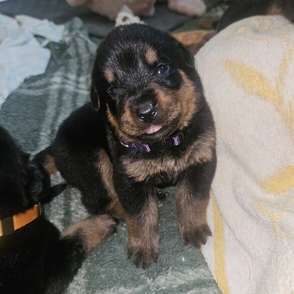 Rottweiler - Both