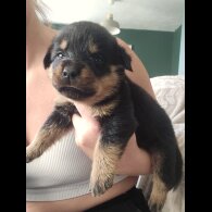 Rottweiler - Both