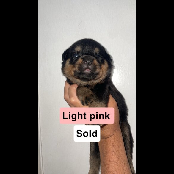 Rottweiler - Both