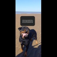 Rottweiler - Both
