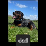 Rottweiler - Both
