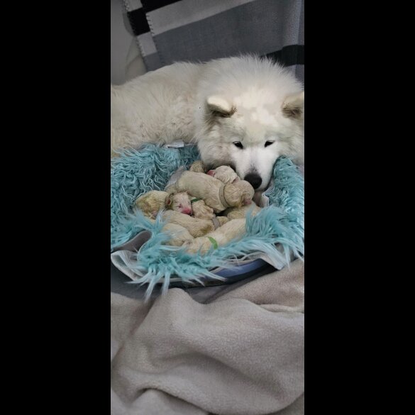 Samoyed - Both