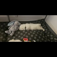Samoyed - Both
