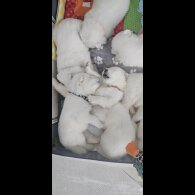 Samoyed - Both