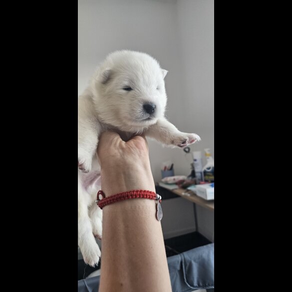 Samoyed - Both