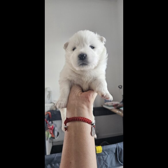 Samoyed - Both