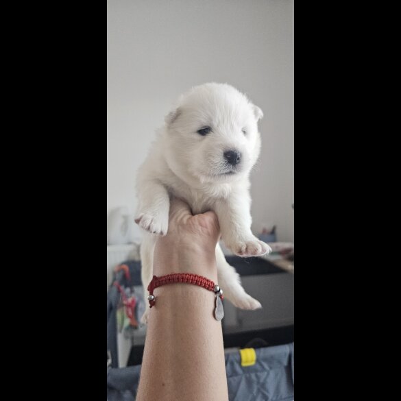 Samoyed - Both