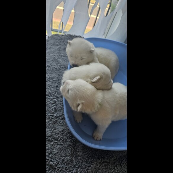 Samoyed - Both