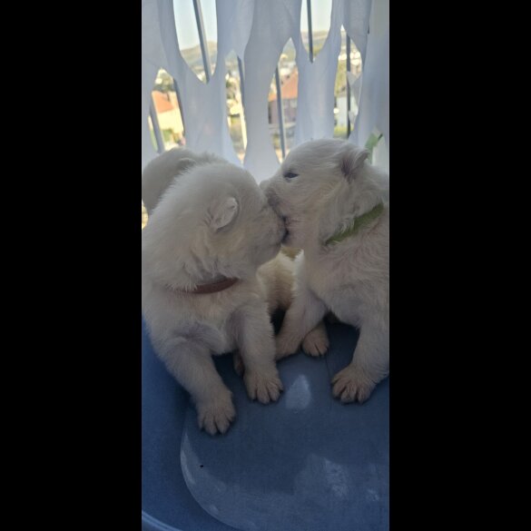 Samoyed - Both