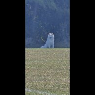 Samoyed - Both