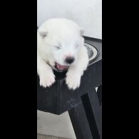 Samoyed - Both