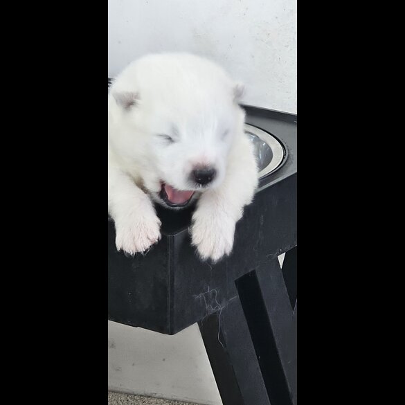 Samoyed - Both