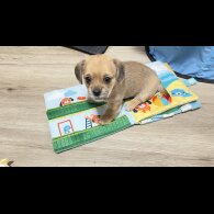 Dachshund (Miniature Smooth Haired) - Dogs