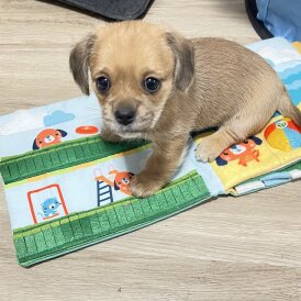 Dachshund (Miniature Smooth Haired) - Dogs