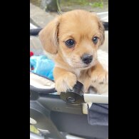 Dachshund (Miniature Smooth Haired) - Dogs