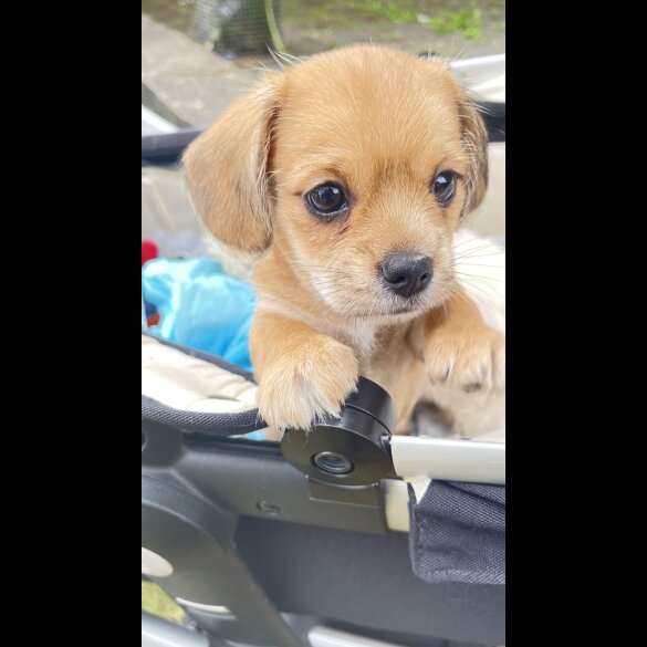 Dachshund (Miniature Smooth Haired) - Dogs