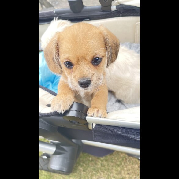Dachshund (Miniature Smooth Haired) - Dogs