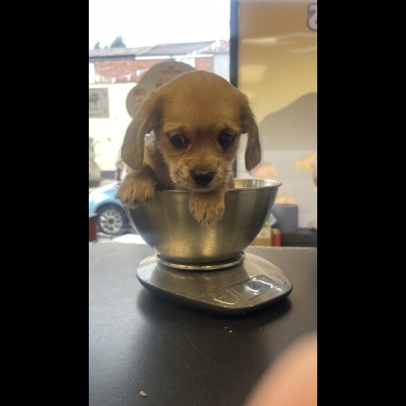 Dachshund (Miniature Smooth Haired) - Dogs