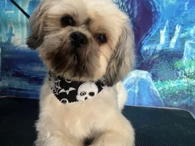 Shih Tzu