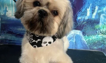 Shih Tzu