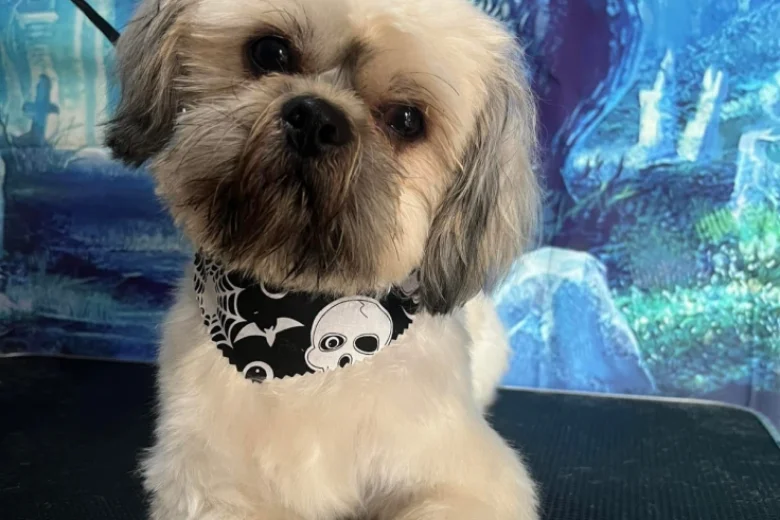 Shih Tzu