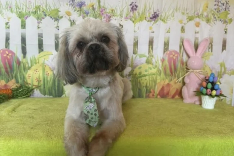 Shih Tzu