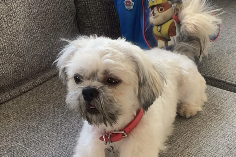 Shih Tzu