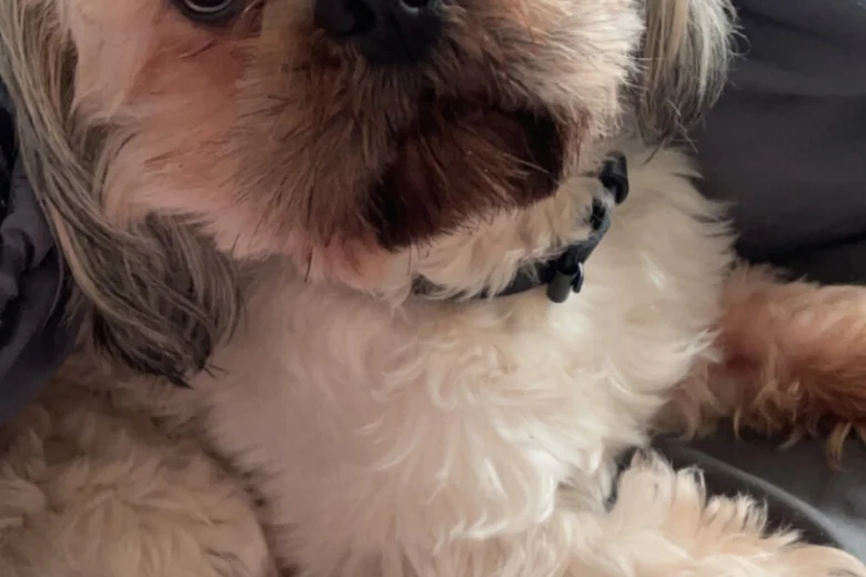 Shih Tzu