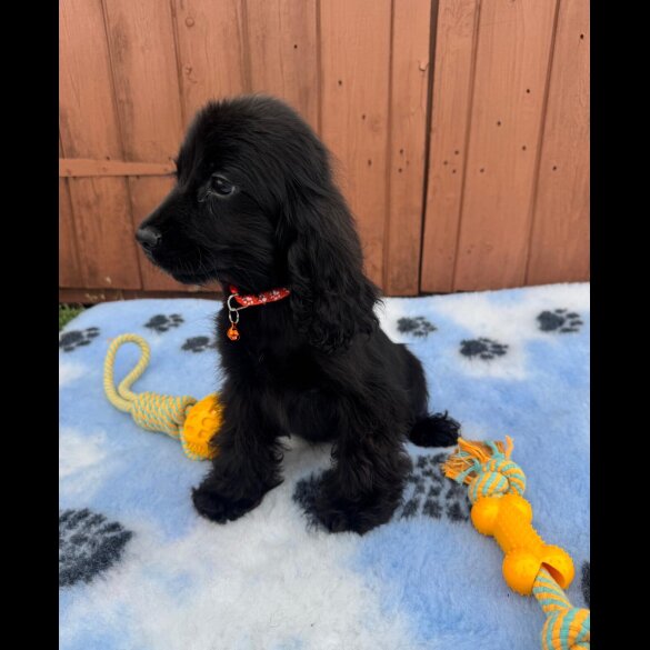 Cocker Spaniel (Show) - Both