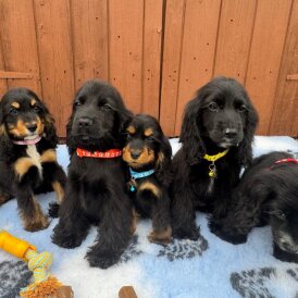 Cocker Spaniel (Show) - Both
