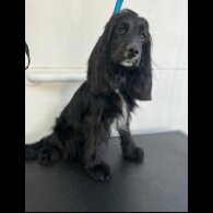 Cocker Spaniel (Show) - Both