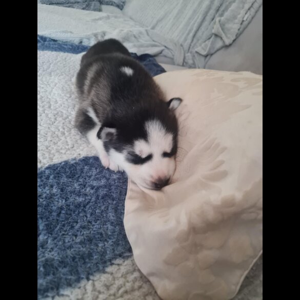 Siberian Husky - Both
