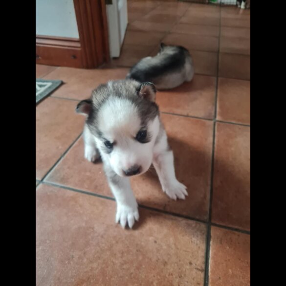 Siberian Husky - Both