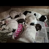 English Springer Spaniel - Both