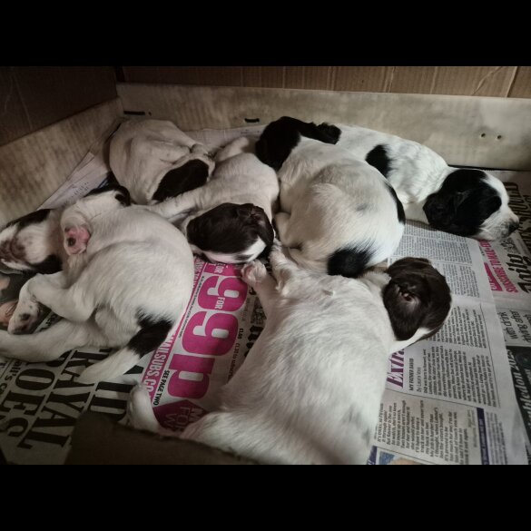 English Springer Spaniel - Both