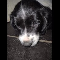 English Springer Spaniel - Both