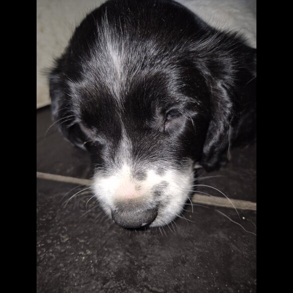 English Springer Spaniel - Both