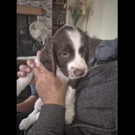 English Springer Spaniel - Both