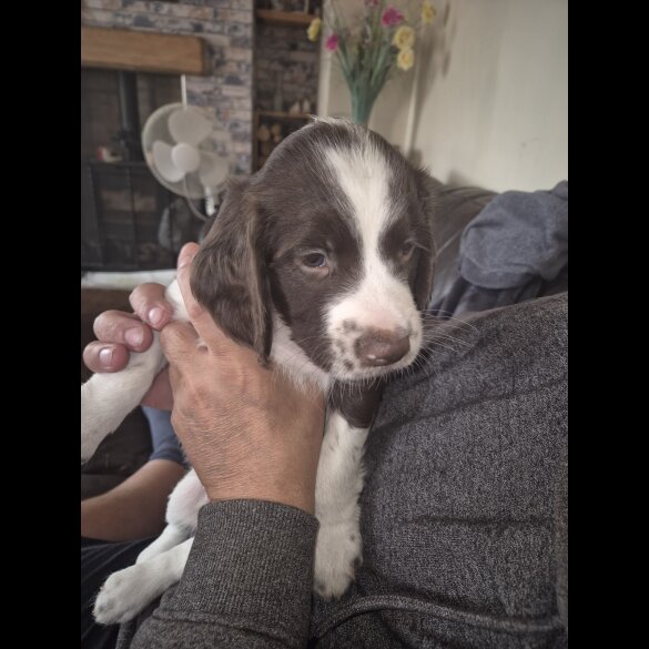 English Springer Spaniel - Both