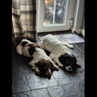 English Springer Spaniel - Both