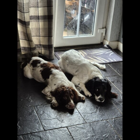English Springer Spaniel - Both