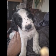 English Springer Spaniel - Both