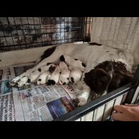 English Springer Spaniel - Both