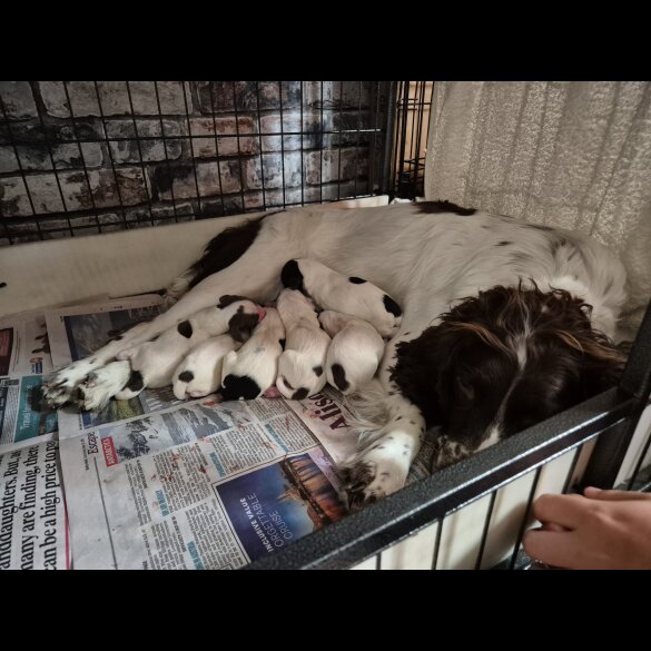 English Springer Spaniel - Both