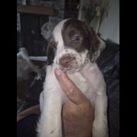 English Springer Spaniel - Both