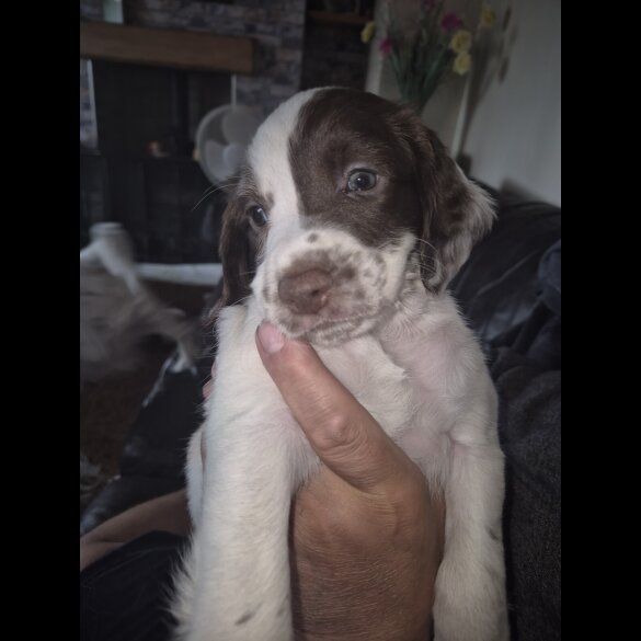 English Springer Spaniel - Both