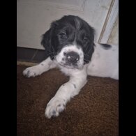 English Springer Spaniel - Both